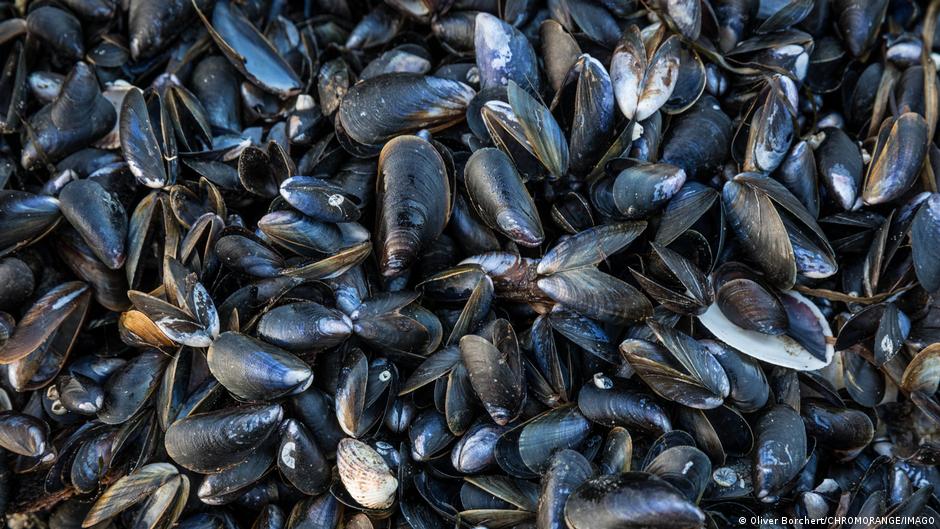 Italy: New building material made from shells
