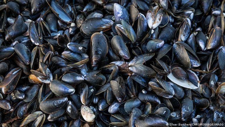 Italien: Straßenbau mit Muschelschalen