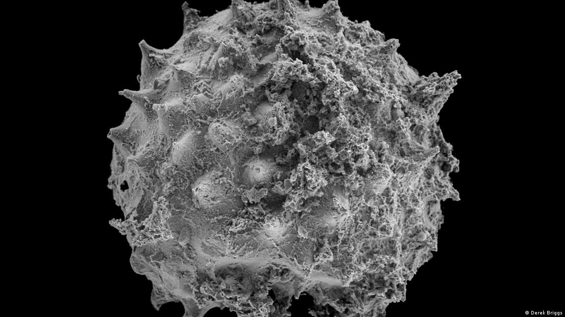 Asterocapsoides wenganensis de la Formación Kheseen