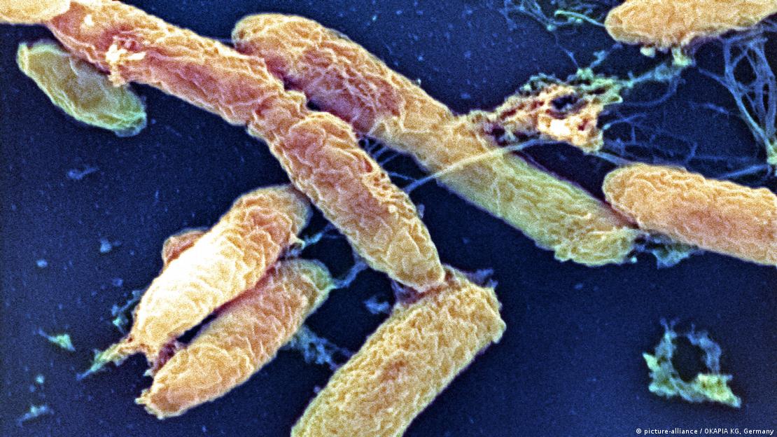 Bactéria Yersinia pestis vista no microscópio
