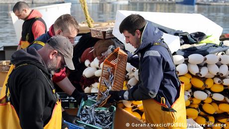 Klimawandel gefährdet Sardinen - das "Superfood der Adria"