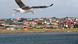 A view of Port Stanley, the capital of the Falkland Islands, with a Black Browed Albatross in the foreground
