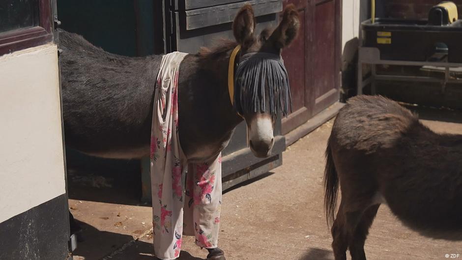 Großbritannien: Pyjamas für Esel - DW.com
