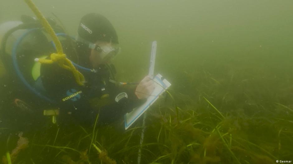 Can we regrow damaged seagrass meadows?
