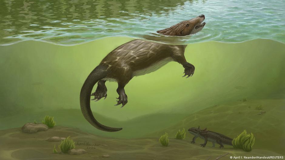 Descubren en China un mamífero que convivió con dinosaurios en el Jurásico