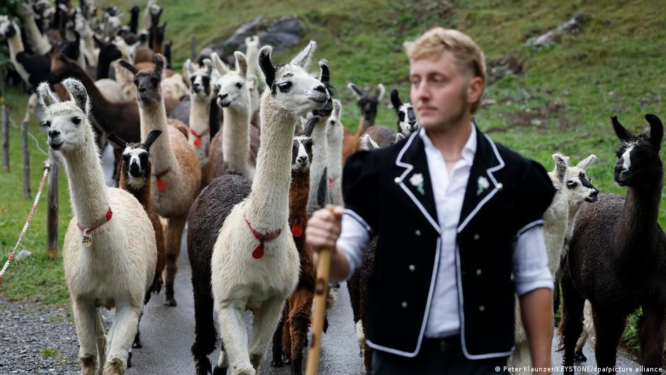 Bild des Tages: Ungewöhnlicher Alpabzug in der Schweiz