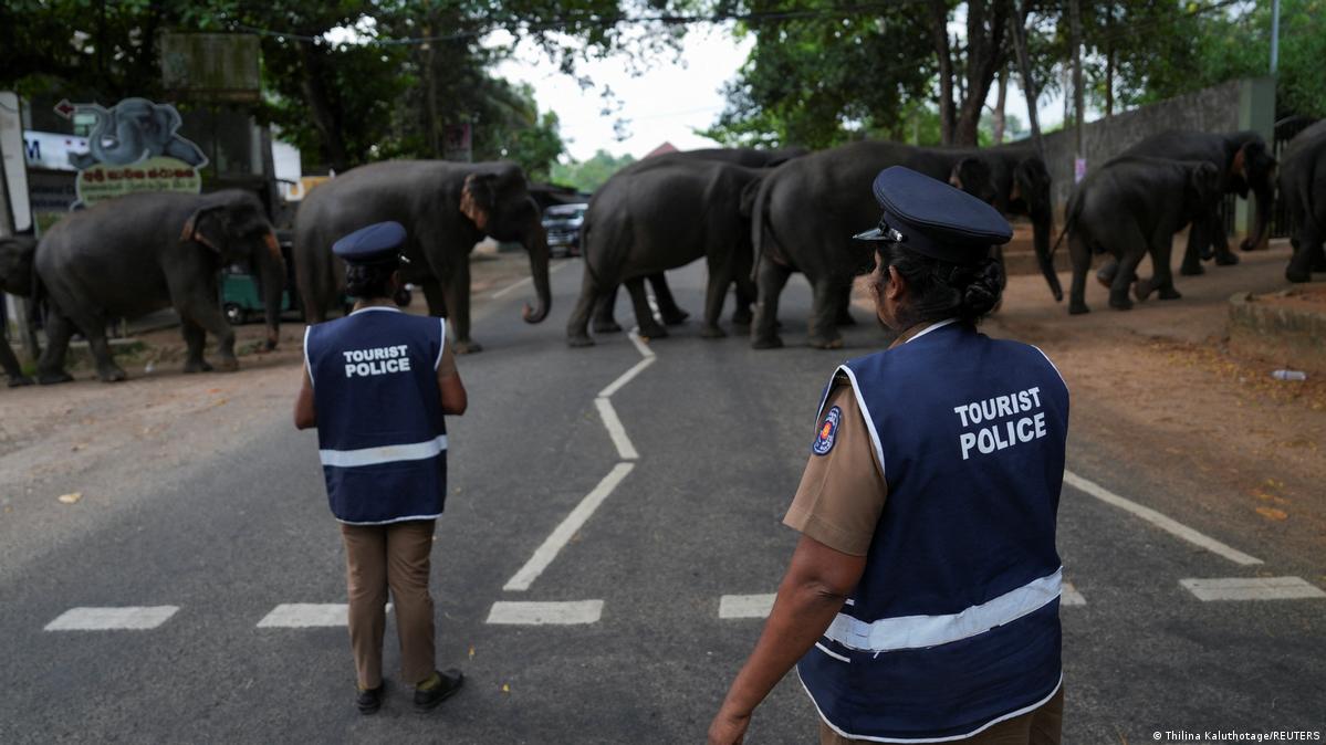 In Sri Lanka, wild elephants increasingly clash with humans