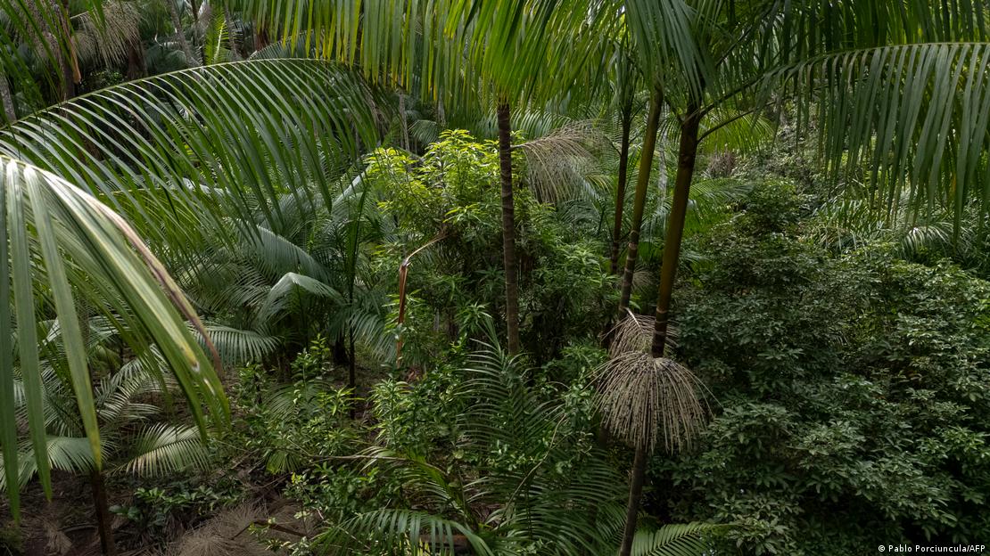 Green ferns and plant in part of the Amazon rainforest