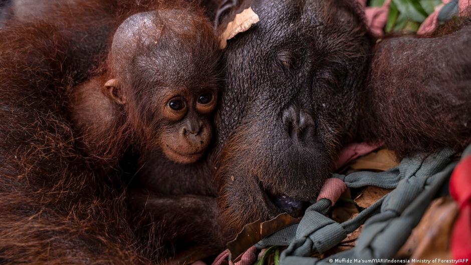 Borneo: Wie Orang-Utans vor Waldbränden gerettet werden - DW.com