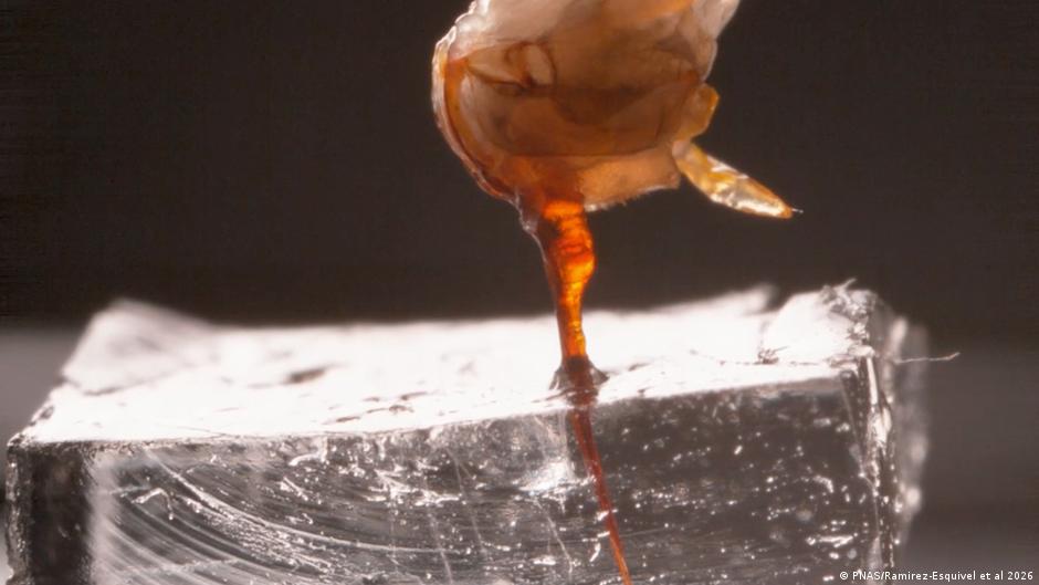 Por fin podemos ver cómo ataca el aguijón de una abeja, cuadro a cuadro