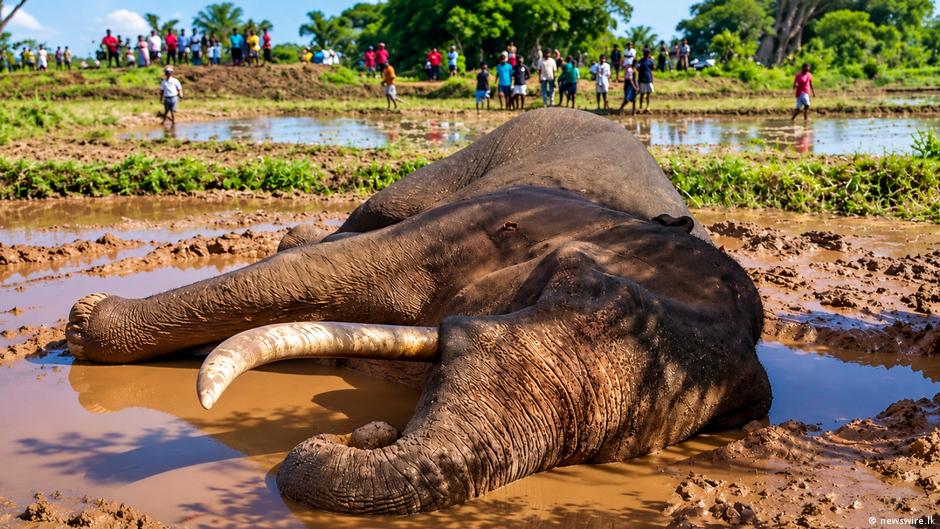 Sri Lanka: Death of iconic elephant raises habitat concerns
