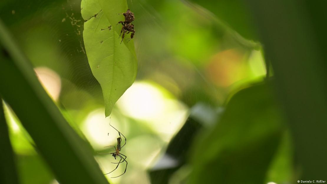 A aranha Portia fimbriata caçando outra aranha em uma teia. A aranha Portia fimbriata caçando outra aranha em uma teia.