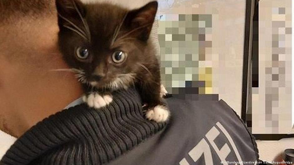 Almanya: İki döner karşılığında yavru kedi satmaya kalktı