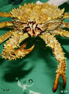 Königskrabbe bekannt als Kamtschatka Riesenkrabbe Tiefseewasserkrebs