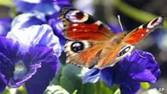 Wetter, ein Tagpfauenauge Schmetterling sitzt bei sommerlichen 24 Grad auf einem Stiefmütterchen