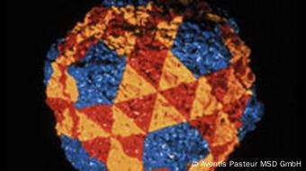 Elektronenrastermikroskop-Aufnahme eines Polio-Virus, nachträglich kolloriert um die Eiweißverbindungen aufzuzeigen. (Foto: Aventis Pasteur)