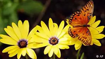 Schmetterling mit Blumen