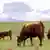 U želucu krava se preživanjem trave stvara štetni gas metan