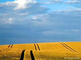 Kornfeld mit Fahrspuren.