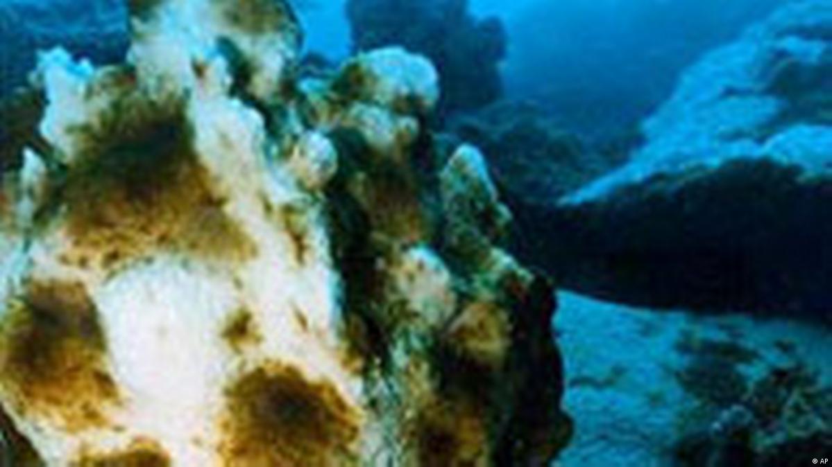 Coral Reefs in Bali Endangered Species – DW – 03/03/2008