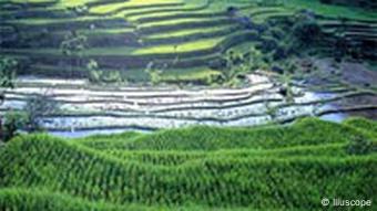 Reisfeld in Indonesien (Foto: Illuscope)